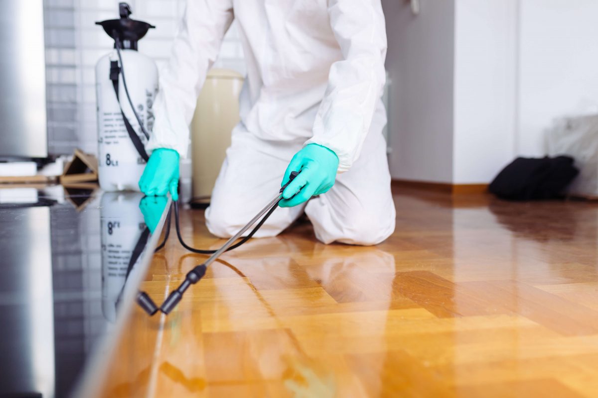 Understanding benefits of regular pest control services in Charleston SC