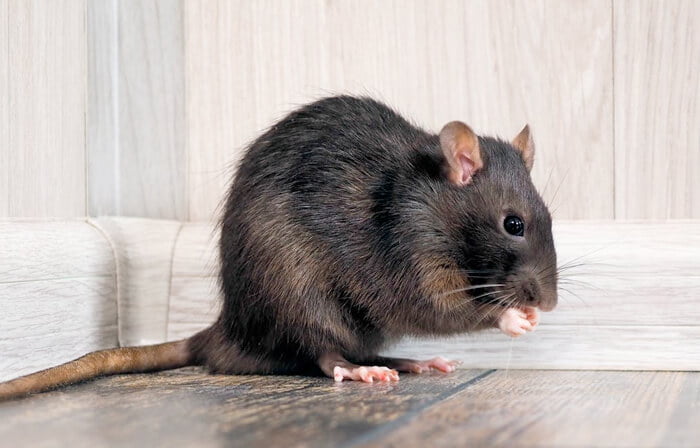 Rodent Control