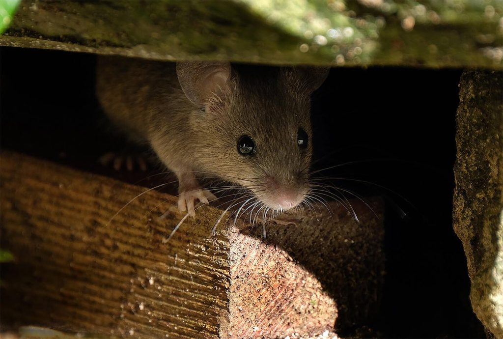 Stopping rats and mice from contaminating food and sheltering